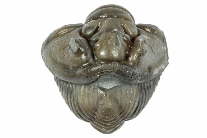 Wide Enrolled Flexicalymene Trilobite - Mt Orab, Ohio #358133